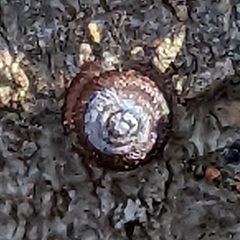 Strobilops texasianus