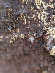 Strobilops texasianus