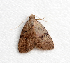 Tolpiodes oligolasia