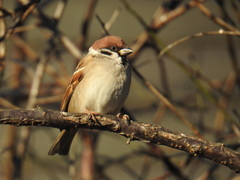 Passer montanus