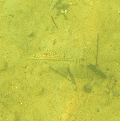 Torquigener pleurogramma