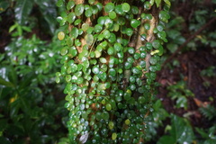 Peperomia rotundifolia