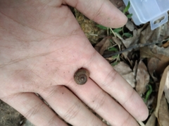 Cyclophorus martensianus