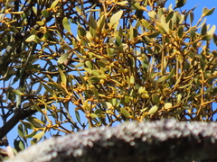 Viscum coloratum