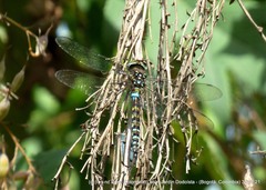 Rhionaeschna marchali