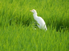 Bubulcus ibis