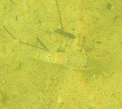 Torquigener pleurogramma