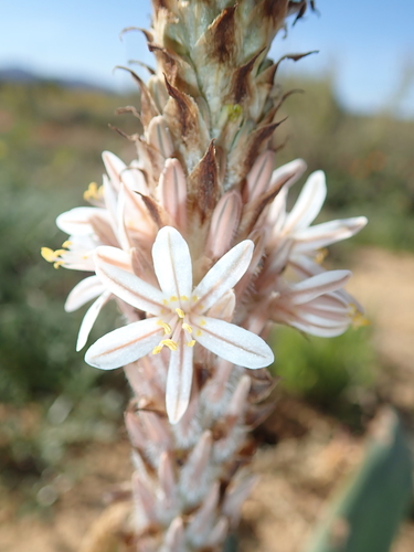 Image of Trachyandra falcata by no rights reserved