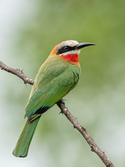 White-Fronted Bee-Eater photo 1