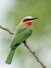 White-fronted Bee-Eater - Photo (c) Alex R, some rights reserved (CC BY-NC), uploaded by Alex R