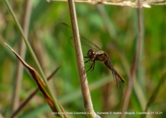 Erythrodiplax abjecta