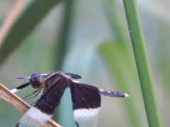 Neurothemis tullia