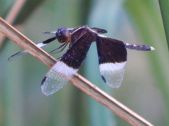 Neurothemis tullia