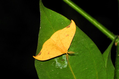 Tridrepana fulvata