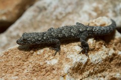 Mediodactylus orientalis