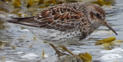 Calidris ptilocnemis