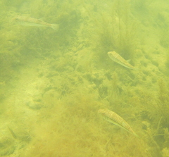 Torquigener pleurogramma