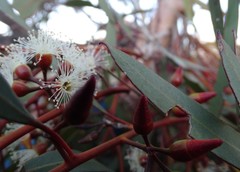 Eucalyptus oleosa