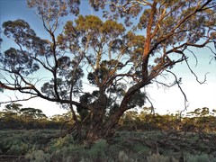 Eucalyptus oleosa