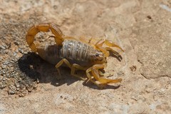 Aegaeobuthus nigrocinctus