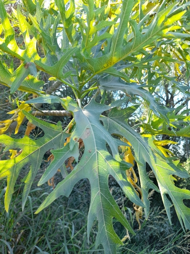 Image of Vasconcellea quercifolia by (c) Pablo H Capovilla, some rights reserved (CC BY)