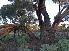 Eucalyptus oleosa