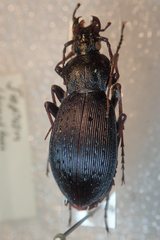 Carabus maiyasanus hokurikuensis