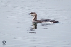 Gavia arctica