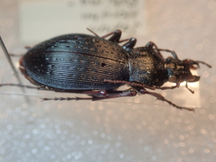 Carabus maiyasanus hokurikuensis