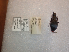 Carabus maiyasanus hokurikuensis