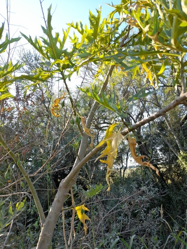 Vasconcellea quercifolia, photograph 5