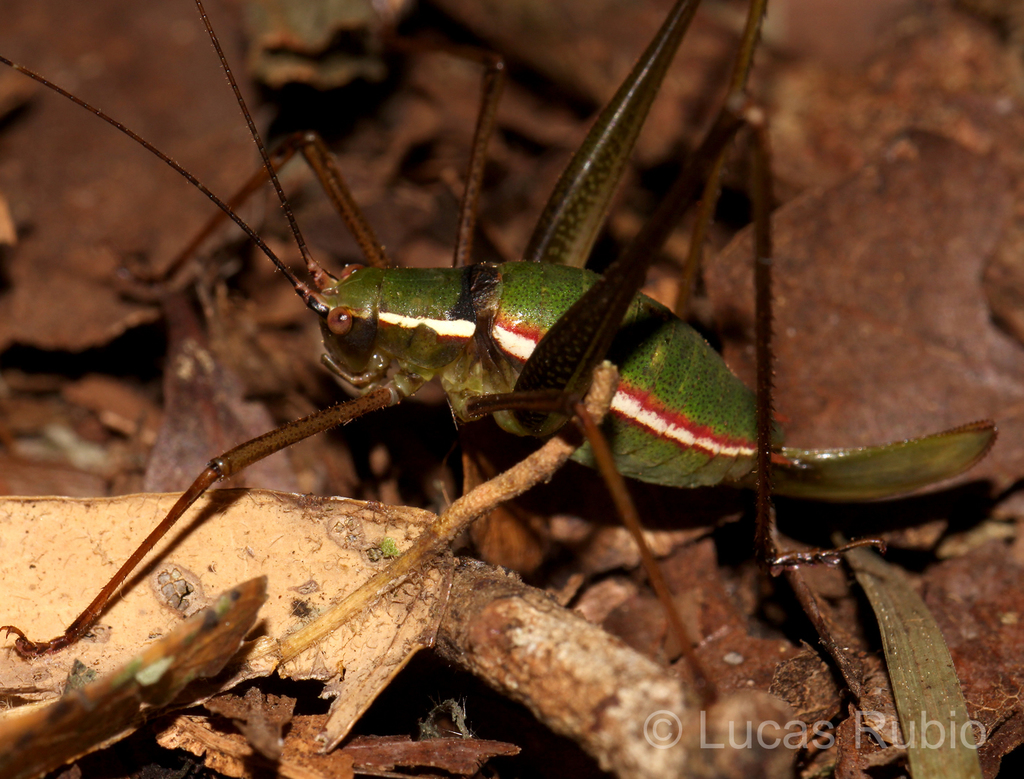Xenicola xukrixi
