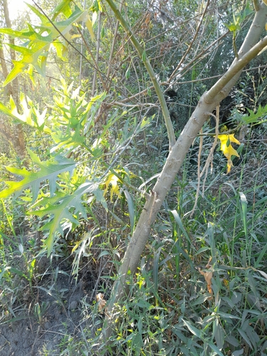 Vasconcellea quercifolia, photograph 6