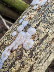 Exidia thuretiana