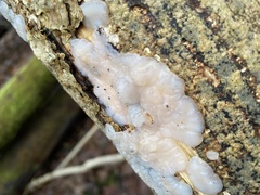 Exidia thuretiana