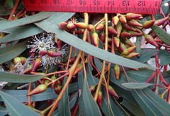 Eucalyptus oleosa