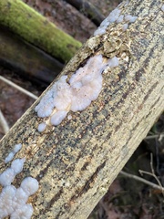 Exidia thuretiana