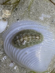 Acanthochitona pygmaea