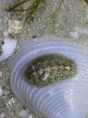 Acanthochitona pygmaea