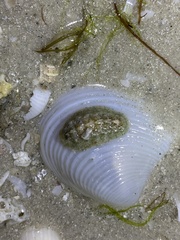 Acanthochitona pygmaea