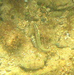 Omobranchus germaini