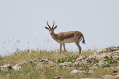 Gazella marica