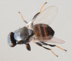 Tropicomyia