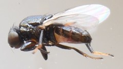 Tropicomyia