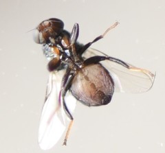 Tropicomyia