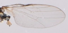 Tropicomyia
