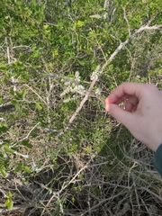 Aloysia gratissima