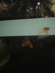 Aleuron iphis