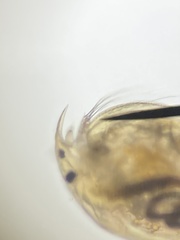 Picripleuroxus denticulatus