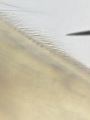 Picripleuroxus denticulatus